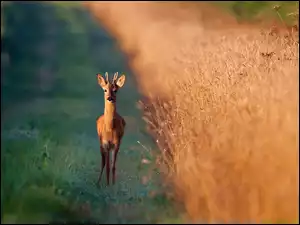 Zboże, Jeleń, Droga, Pole