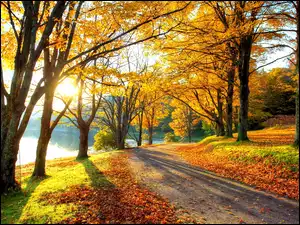 Jezioro, Park, Droga