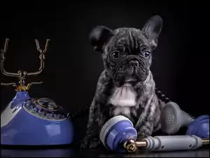 Telefon, Buldog, Francuski, Szczeniak