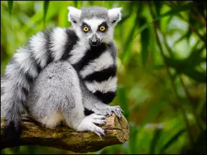 Ogon, Lemur