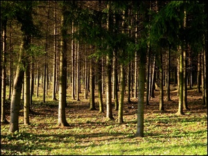 Park, Las