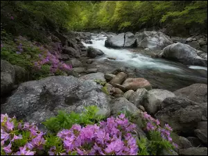 Drzewa, Rzeka, Azalie, Las, Rododendrony, Różowe, Kamienie