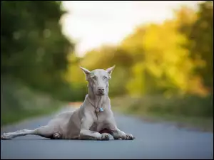 Doberman albinos leży na drodze