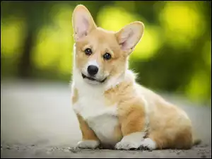 Szczeniaczek Welsh Corgi Pembroke