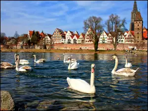 Domy, Rzeka, Łabędzie