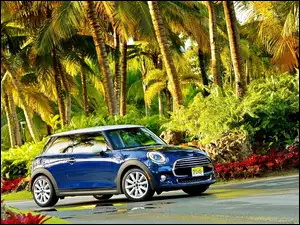 Palmy, Mini, Cooper F56, Droga