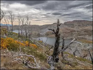 Drzewa, Góry, Park Narodowy Torres del Paine, Chile, Jezioro, Patagonia