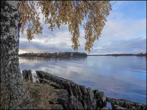 Brzoza nad jeziorem jesienną porą