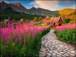 Droga, Drewniane, Wierzbówka kiprzyca, Kwiaty, Tatry, Tatrzański Park Narodowy, Domy, Góry, Chmury, Hala Gąsienicowa, Polska