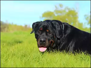 Trawa, Rottweiler