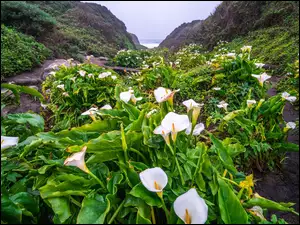 Białe kalie w dolinie Calla Lily Valley w regionie Big Sur