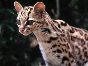 Margay