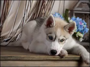 Szczeniaczek Siberian Husky