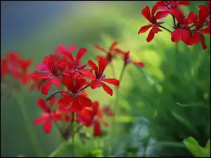 Kwiat, Czerwona, Pelargonia