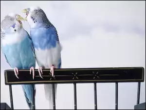 Faliste, Dwie, Papugi