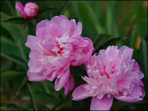 Piwonia, Kwiaty