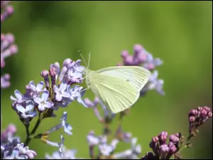 Bez, Zbliżenie, Bielinek rzepnik, Motyl, Lilak