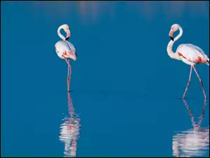 Odbicie, Flamingi, Woda