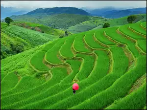 Tajlandia, Drzewa, Pa Bong Piang, Wzgórza, Parasolka, Kobieta, Tarasy ryżowe, Pola, Góry, Chiang Mai