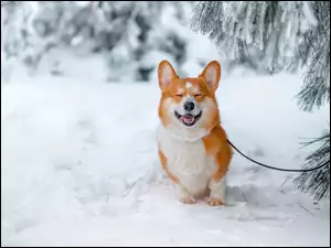 Uśmiechnięty Walijski Welsh Corgi