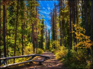 Alberta, Kanada, Las, Ogrodzenie, Park Narodowy Jasper, Drzewa
