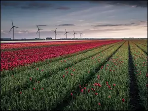 Wiatraki na plantacji tulipanów