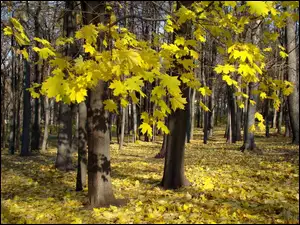 Park