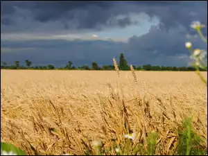 Chmury, Pole, Zboże, Niebo