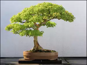 Bonsai, Zielone, Drzewko