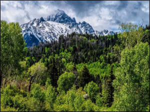 Kolorado, Góry, Drzewa, Stany Zjednoczone, Las, Mount Sneffels, San Juan Mountains