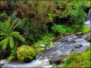 Australia, Kamienie, Musk Vale, Paprocie, Sailors Falls, Wodospad, Sailors Creek, Rzeka, Drzewa, Stan Wiktoria