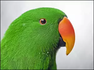 Eclectus, Zielona, Papuga, Barwnica zwyczajna