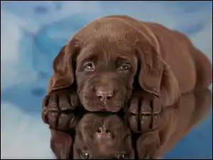 Brązowy szczeniak labradora retrievera