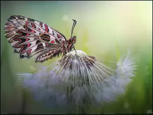 Makro, Motyl, Zygzakowiec kokornakowiec, Dmuchawiec