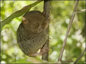 Bohol Tarsier
