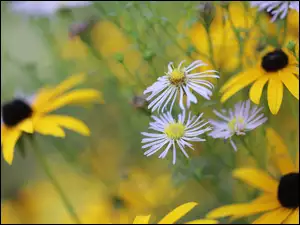 Kwiaty, Astry, Rudbekie