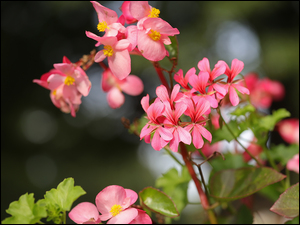 Kwiaty, Pelargonie, Różowe