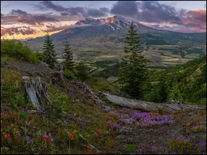 Drzewa, Góry Kaskadowe, Łąka, Stan Waszyngton, Stratowulkan, Kwiaty, Stany Zjednoczone, Mount St Helens