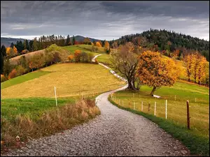 Góry, Beskidy, Jesień, Polska, Las, Drzewa, Droga