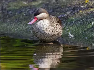Srebrzanka czerwonodzioba, Kaczka