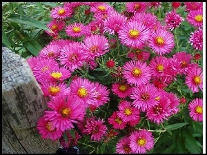 Aster alpejski