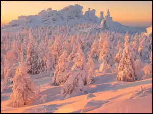 Rosja, Drzewa, Ural, Wschód słońca, Góry, Świerki, Ośnieżone, Zima, Zaspy