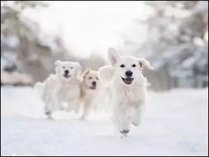 Biegnące golden retrievery w śniegu