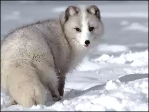 śnieg, Lis, polarny