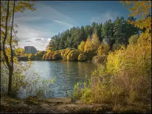 Staw, Jesień, Drzewa, Liście, Szuwary, Pożółkłe