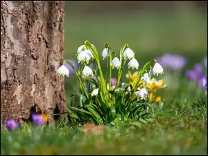 Przebiśniegi i krokusy pod drzewem