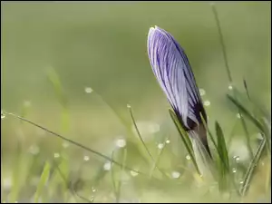 Zbliżenie, Kwiat, Krokus, Pąk