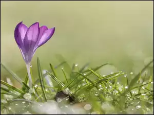 Zbliżenie, Krokus, Trawa, Krople