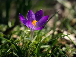 Krokus, Trawa, Fioletowy, Kwiat, Krople