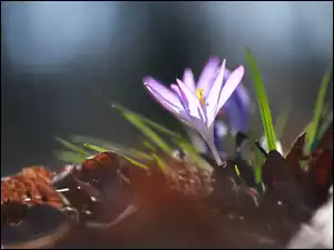 Krokus, Fioletowy, Rozmyte, Liście, Kwiat, Suche